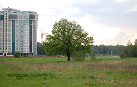 Дуб в Обнинске
