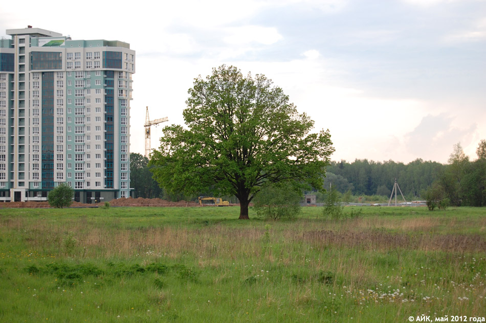 Дуб на поляне перед «Домом Учёных» в городе Обнинске
