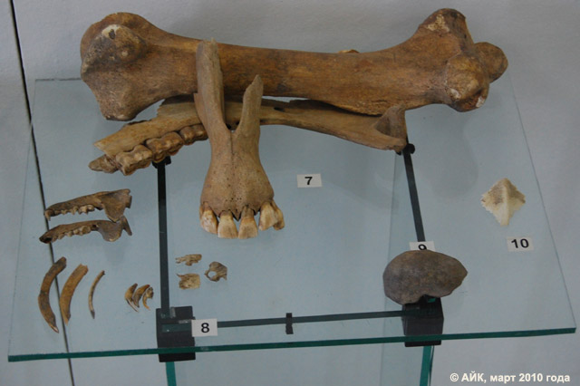 Музей истории Обнинска: кости домашних животных, кости диких животных, грузило для сетей, «жучек» осетровой рыбы
