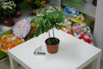 Салон цветов «Ромашка» в городе Обнинске